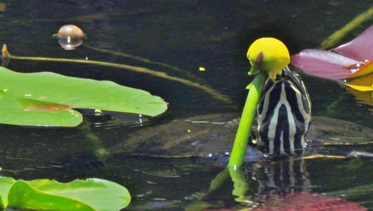 turtle and lily pad